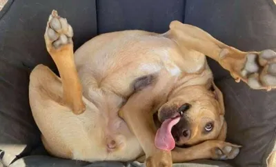 45 забавных фотографий собак, которые поднимут вам настроение