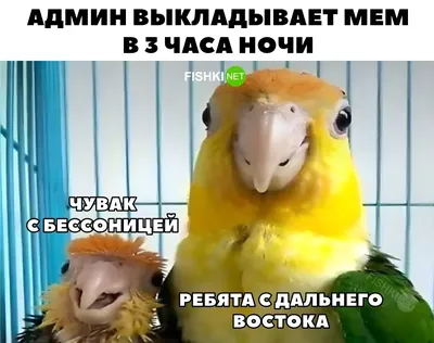 Прикольные картинки с пожеланиями спокойной ночи женщине: открытки с� |  Пожелания на ночь | Постила