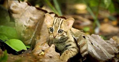 Картинка ржавой кошки с зелеными глазами