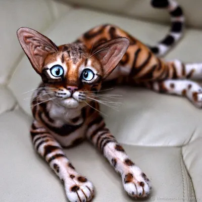 Фотография ржавой кошки в пастельных тонах