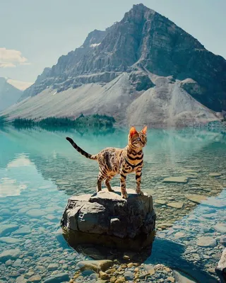 Картинка ржавой кошки с солнечным бликом