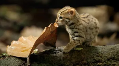 Красивое изображение ржавой кошки