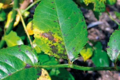 Лечение болезни Жёлтая ржавчина на розах биопрепаратами - Agromar