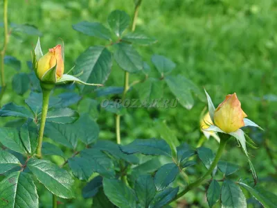 Ржавчина на розах | Лечение: каким средством обработать розы по листьям