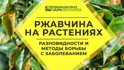 Болезни роз. Чёрная плесень