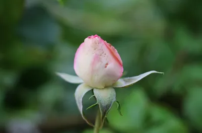 Ржавчина на розах - Проблемы с розами: физиологические нарушения, болезни и  вредители - GreenTalk.ru