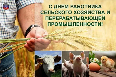 С Днем работника сельского хозяйства и перерабатывающей промышленности |  Комитет по ветеринарии Псковской области