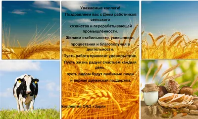 18 ноября — День работника сельского хозяйства и перерабатывающей  промышленности в Серафимовичском районе | Усть-Медведицкая газета