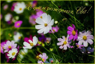14 открыток с днем рождения Ева - Больше на сайте listivki.ru