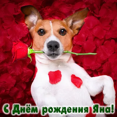 Открытки и картинки С Днём Рождения, Яна Владимировна!
