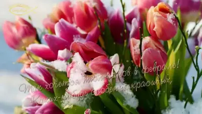 Открытка на день рождения с пастельными тюльпанами — Скачайте на Davno.ru