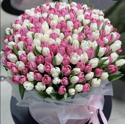 С Днём рождения, тюльпаны — Открытки к празднику