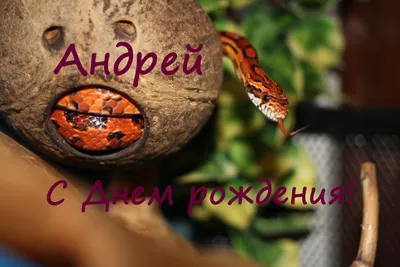 Открытки и картинки С Днём Рождения, Андрей Алексеевич!