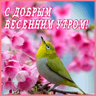 DVOmobile - Доброе утро друзья 🌷 #доброеутро #понедельник #новыйдень #весна  #🌷 | فيسبوك