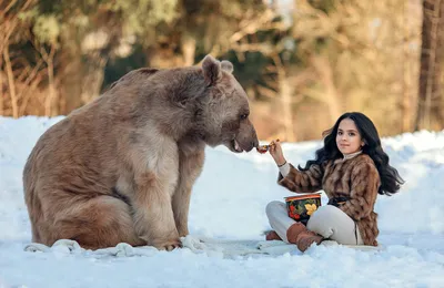Картинка медведя Степана в природных условиях - скачать в png бесплатно