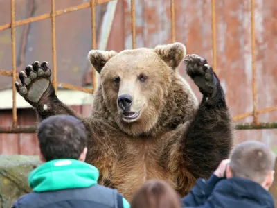 Медведь Степан на заднем плане гор - впечатляющие фотографии в jpg