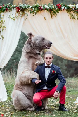 Изображение С медведем степаном и его искусство танцевать - фото в webp