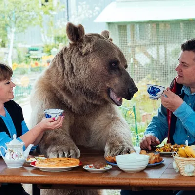 Картинка медведя Степана в приюте - скачать в png бесплатно