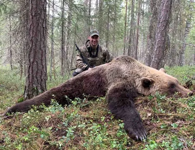 Эпические кадры с охоты на медведя