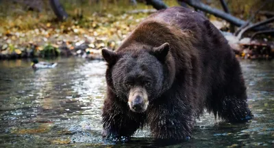 Искусство фотографии медведей: изображения в формате jpg