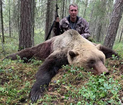 Уникальные снимки с охоты на медведя: скачать бесплатно