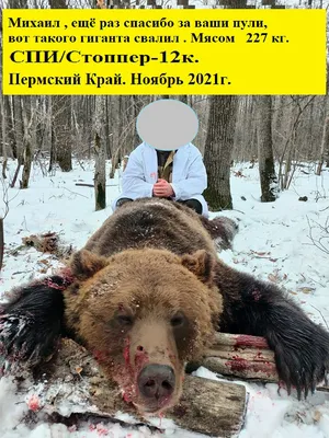 Изысканные фотографии медведей: скачивайте в формате png