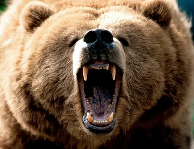 Окунитесь в мир медведей: изображения в хорошем качестве
