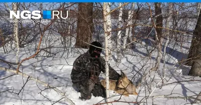 Уникальные фотографии медведей: скачивайте png изображения