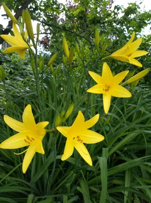 Лилия садовая желтая | Сад, Цветы, Лилия