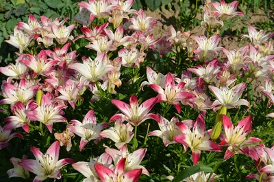 Фигура садовая Лилия для пруда цвет в ассортименте купить недорого в  интернет-магазине товаров для сада Бауцентр