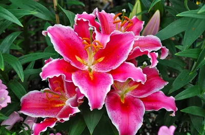 желтая садовая лилия стоковое фото. изображение насчитывающей тюльпан -  222420630
