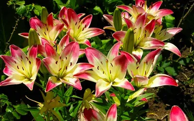 Купить Луковицы Лилий (Lily bulbs) - Питомник растений Садовая Империя