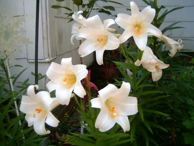 Лилия садовая - Лилия - Травянистые растения для открытого грунта -  GreenInfo.ru
