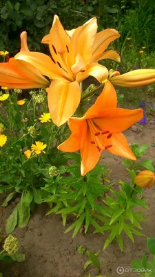 Цветы лилии садовые | совет | Дзен