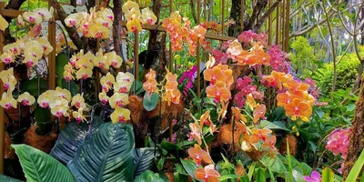 Купить корневища и саженцы орхидей садовых в Украине.