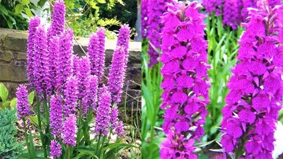 Трициртис - садовая орхидея | ДОБАВЬ ЦВЕТОВ! | Дзен