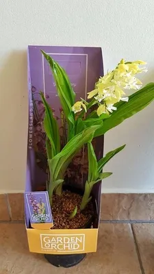 Орхидея садовая: описание, посадка и уход, размножение