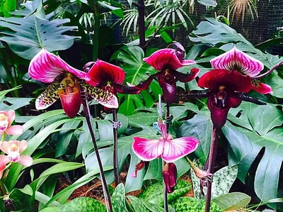 Пальчатокоренник - орхидея садовая, виды | Всё об Орхидеях