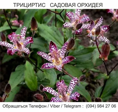 Уникальная садовая орхидея в форме бабочки - онлайн-пазл