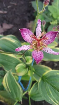 Садовая орхидея: Как вырастить орхидею в саду? | Огородники