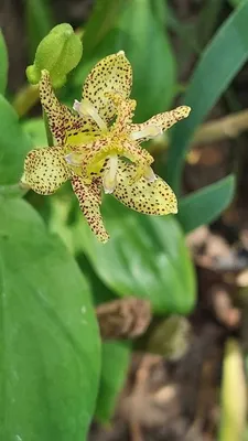 Циприпедиум (Садовая орхидея). :: Валерия Комова – Социальная сеть ФотоКто