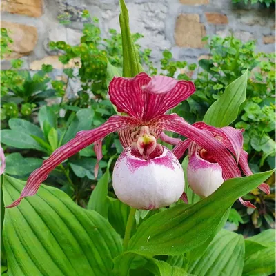 Трициртис Hirta (садовая орхидея/жабья лилия), корень (ID#1140631464),  цена: 75 ₴, купить на Prom.ua