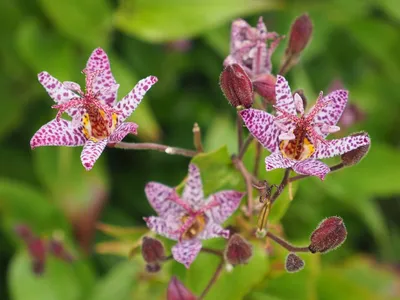 Трициртис Raspberry Mouse (садовая орхидея/жабья лилия), корень/корневище  (ID#1346717108), цена: 75 ₴, купить на Prom.ua