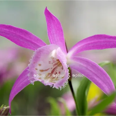 Купить садовые орхидеи (венерин башмачок) - высокое качество от  производителя.