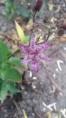 Орхидея Садовая Циприпедиум 6 рр микс Cypripedium 12/5: купить оптом в  Москве