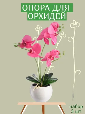 Фото садовых орхидей