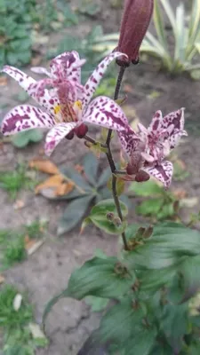 Садовая орхидея-трициртис пять сортов: 90 грн. - Сад / огород Запорожье на  Olx