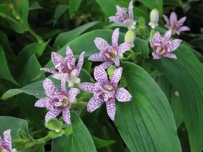 Беламканда китайская (садовая орхидея) Корневище. (ID#1111809408), цена: 25  ₴, купить на Prom.ua