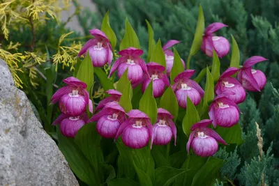 Садовые орхидеи: какие посадить в саду | Аgro-Мarket24 – помощник садовода  | Дзен