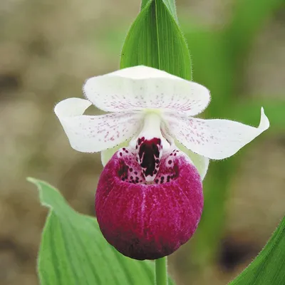 Садовая орхидея - Венерин башмачок. Начало положено. | Цветочная няша | Дзен